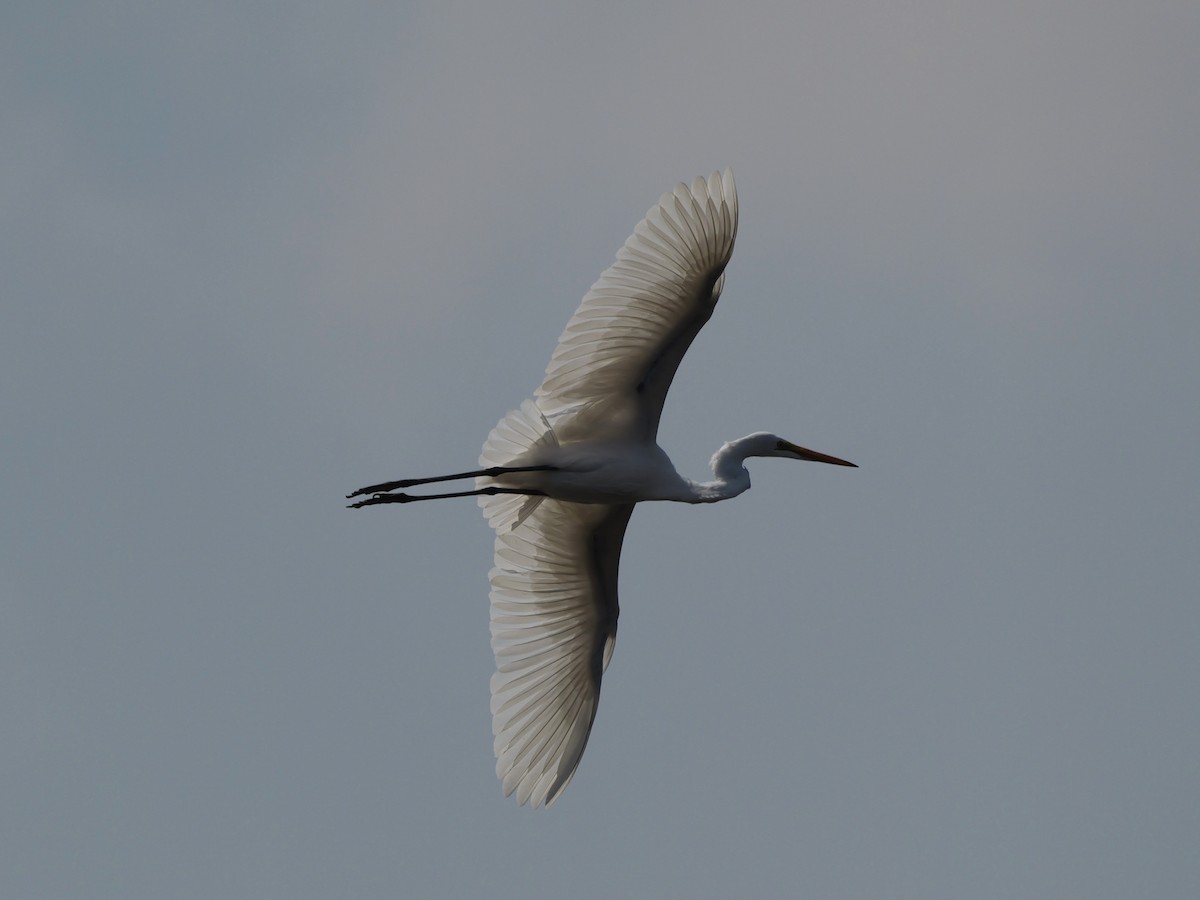 Great Egret - ML647604267