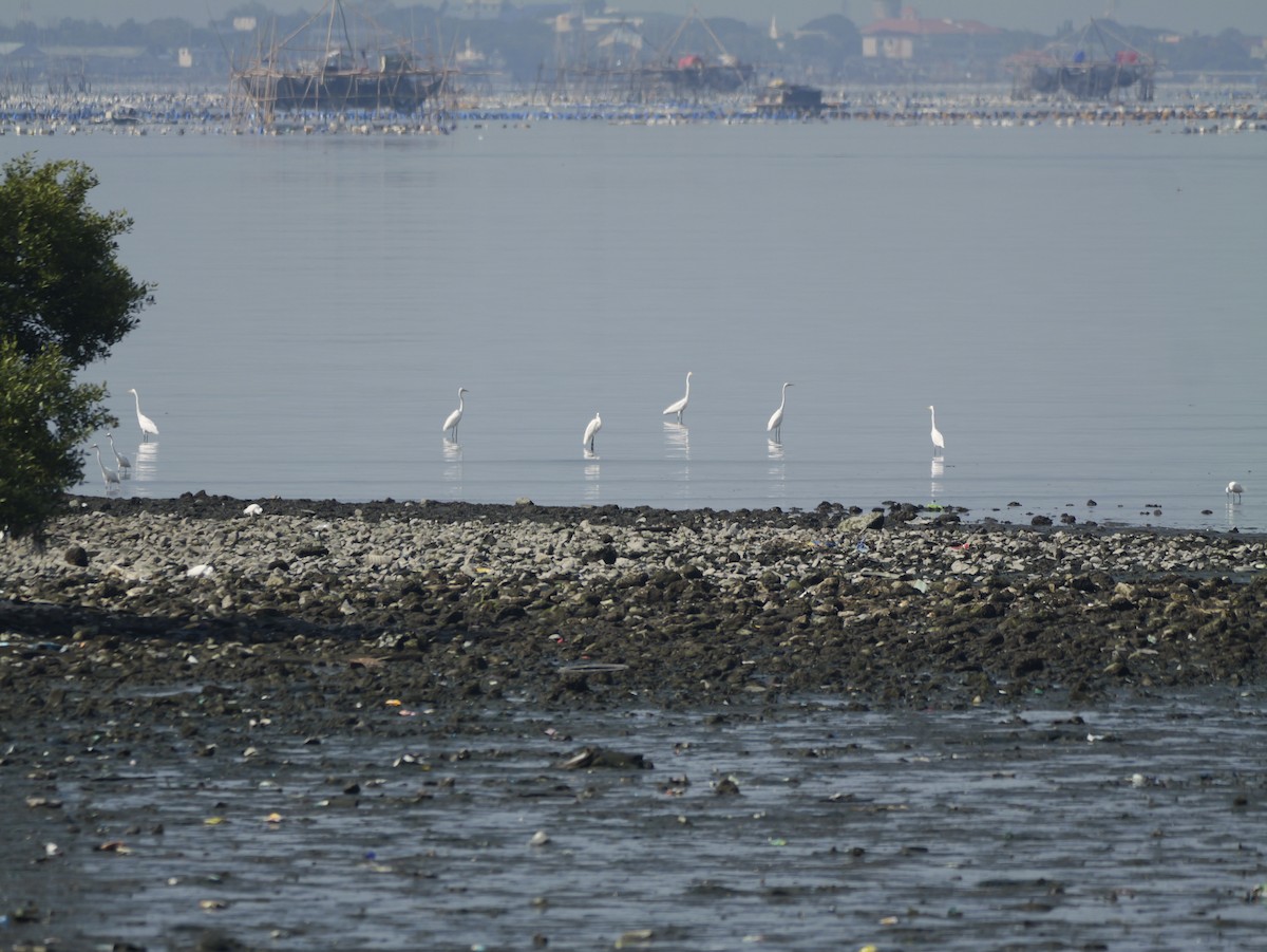 Great Egret - ML647604269