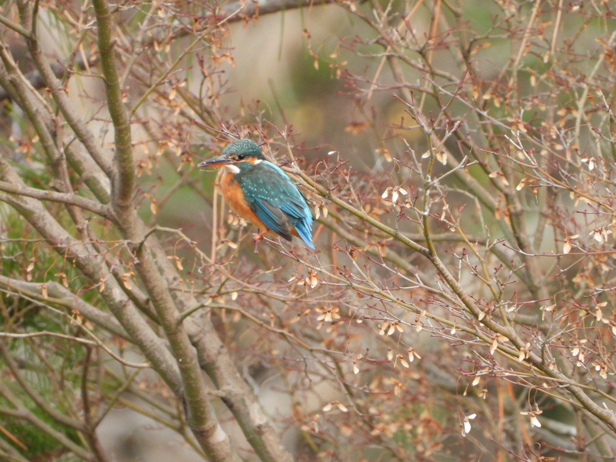Common Kingfisher - ML647604271