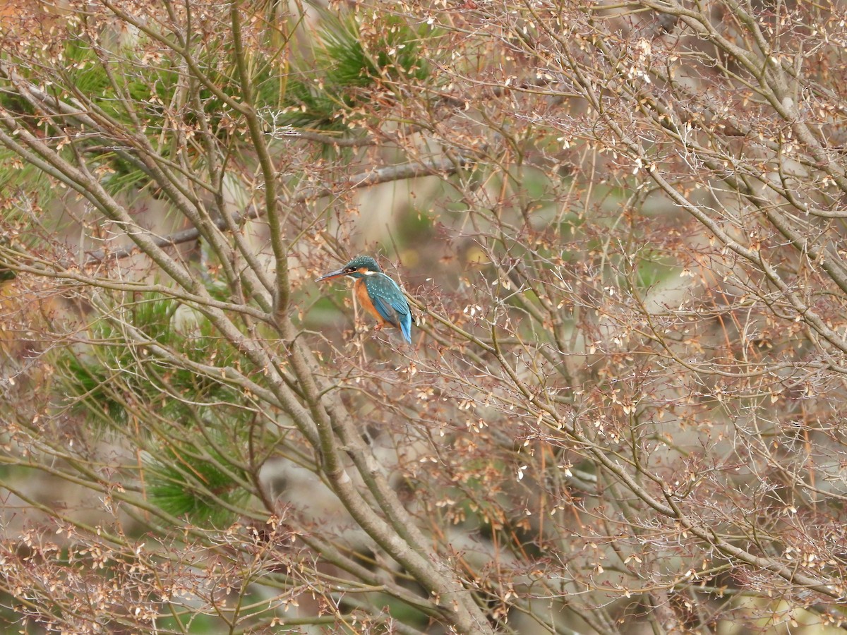 Common Kingfisher - ML647604272