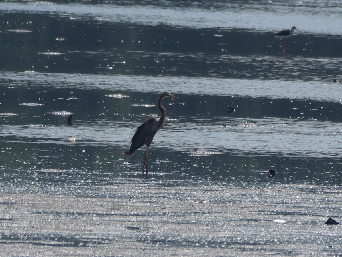 Purple Heron - ML647604275