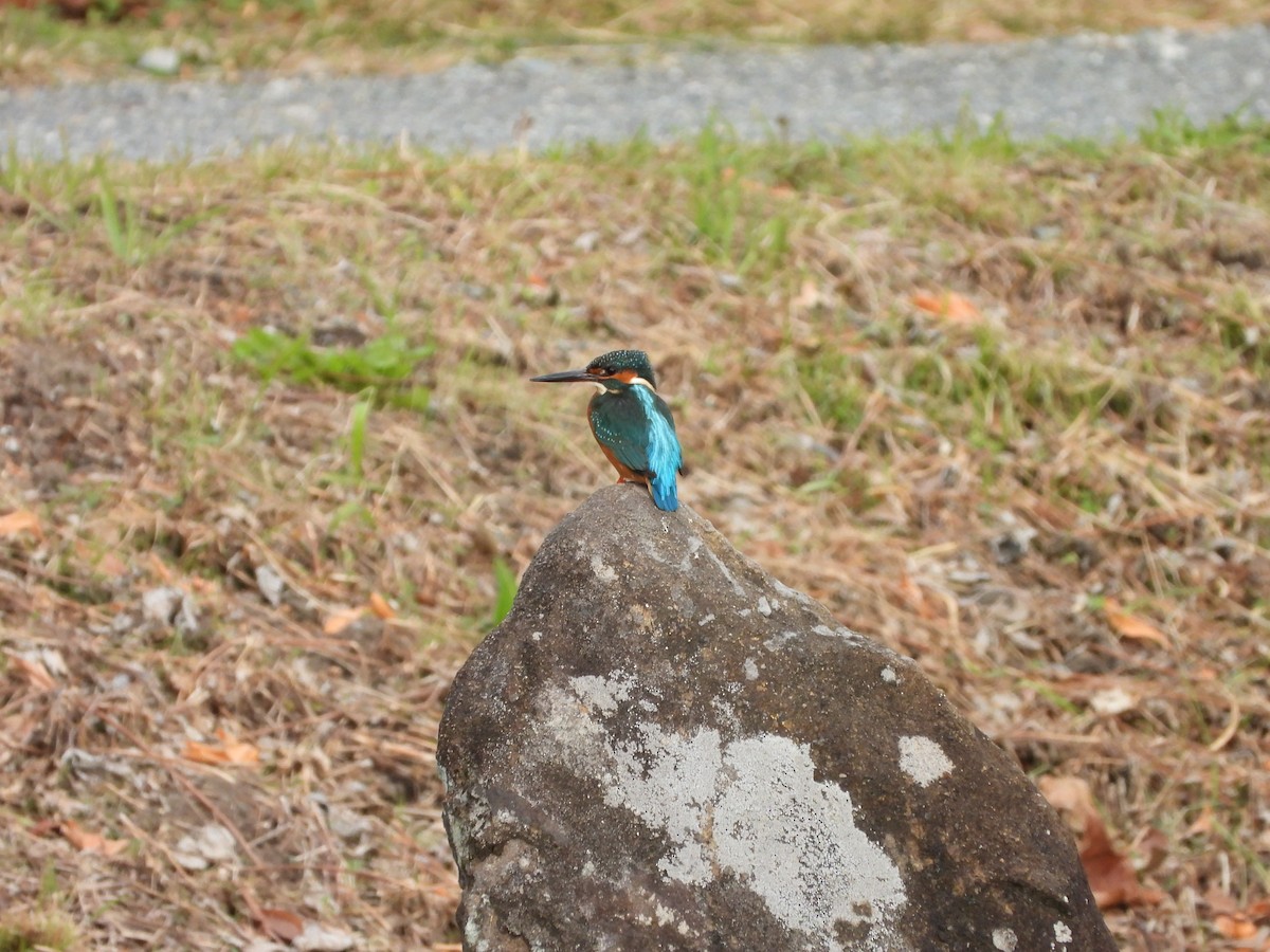 Common Kingfisher - ML647604276