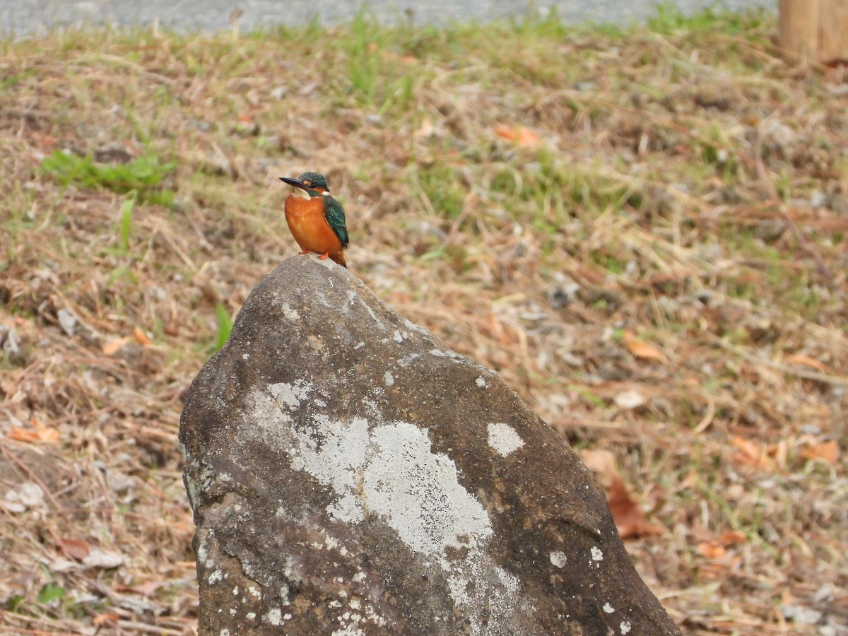 Common Kingfisher - ML647604277