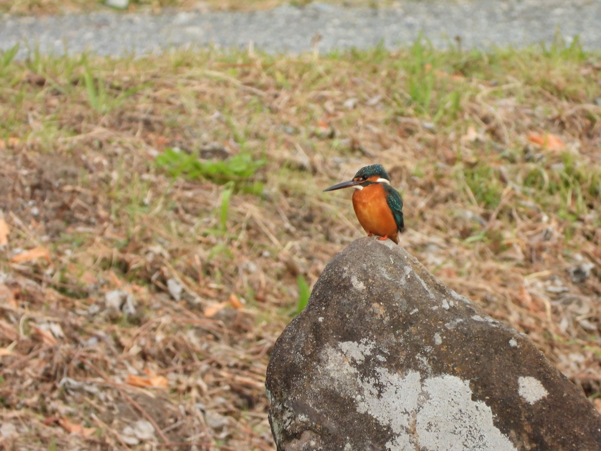 Common Kingfisher - ML647604281