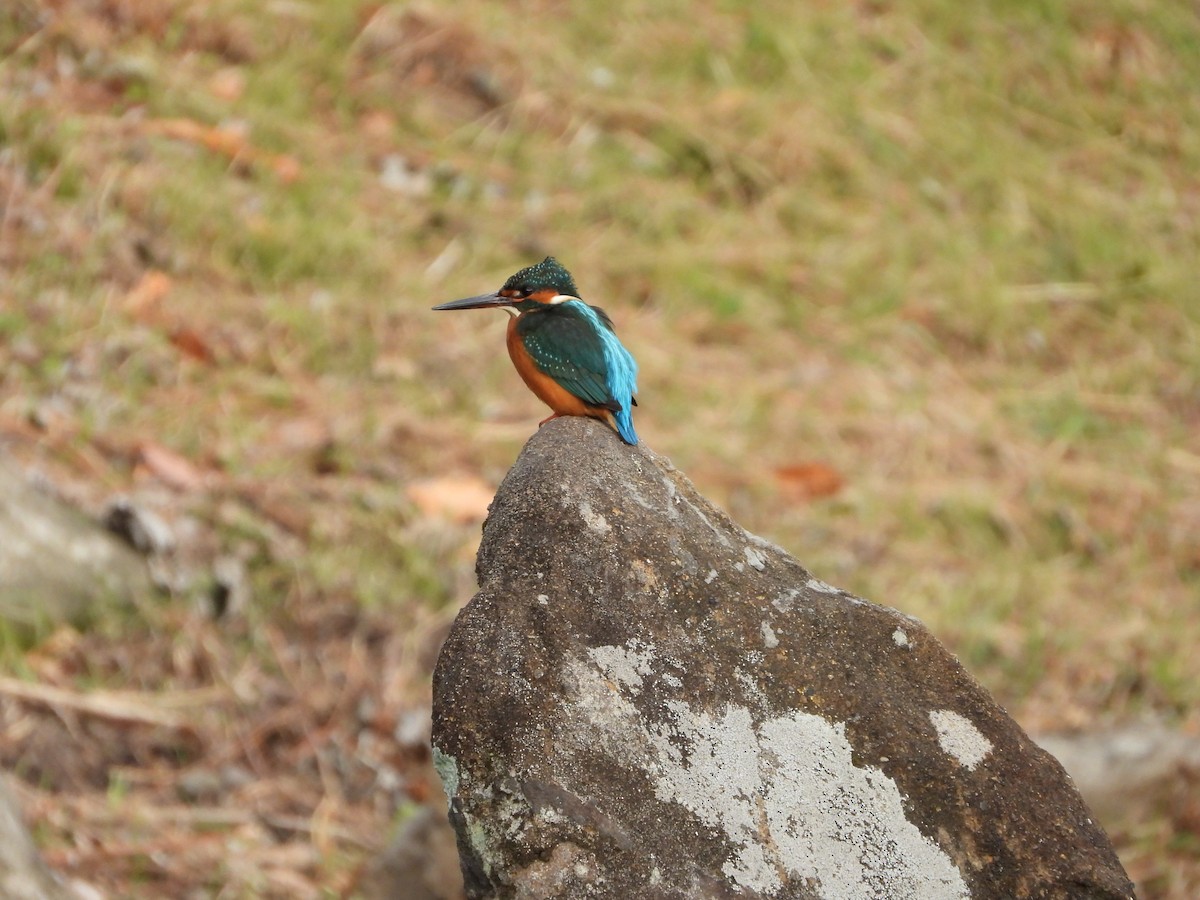 Common Kingfisher - ML647604283