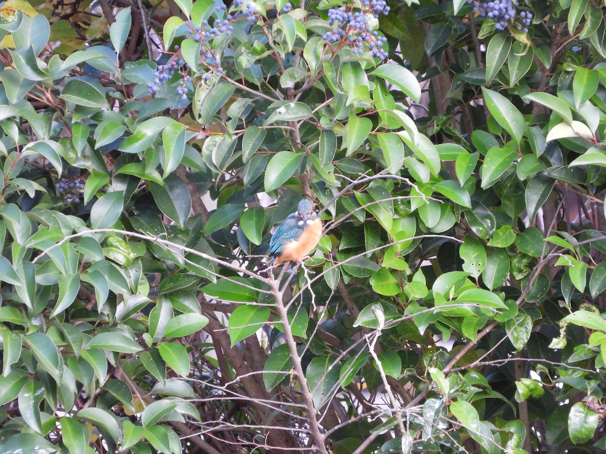 Common Kingfisher - ML647604287