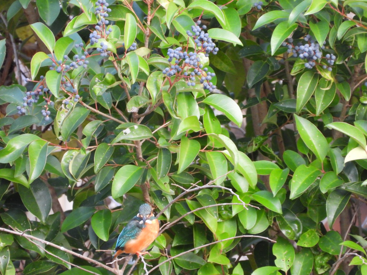 Common Kingfisher - ML647604295