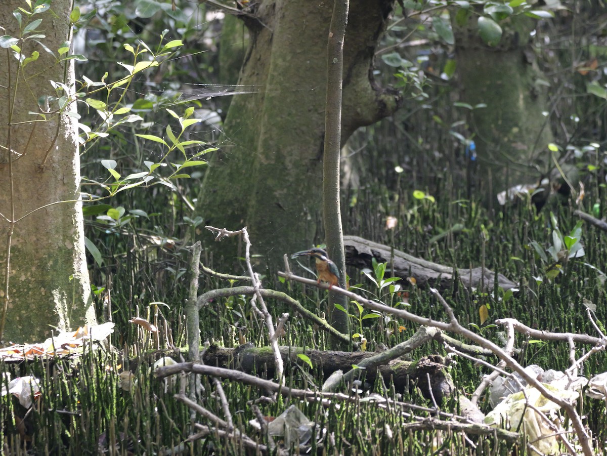 Common Kingfisher - ML647604303