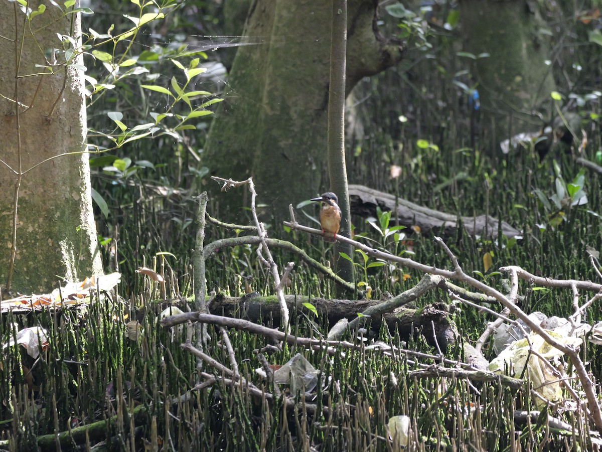 Common Kingfisher - ML647604304