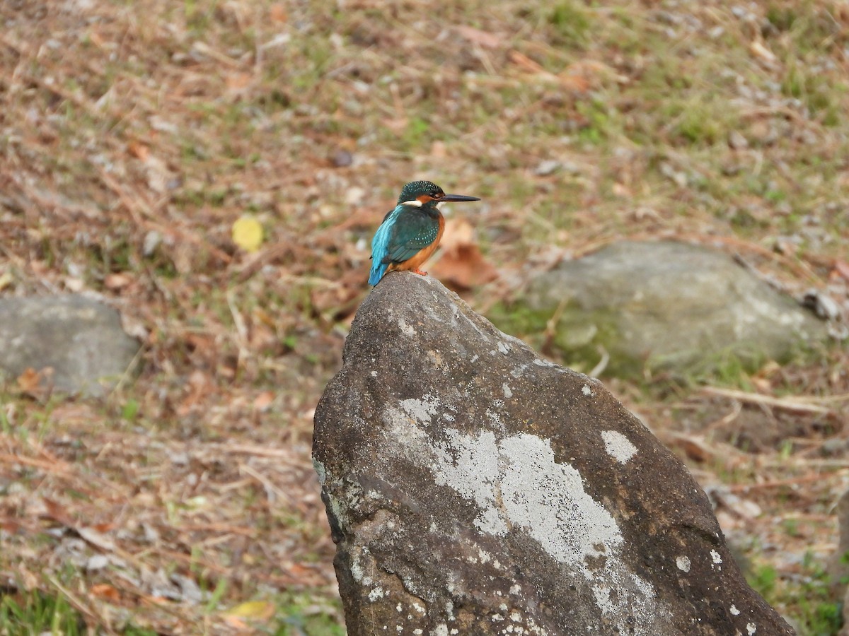 Common Kingfisher - ML647604306