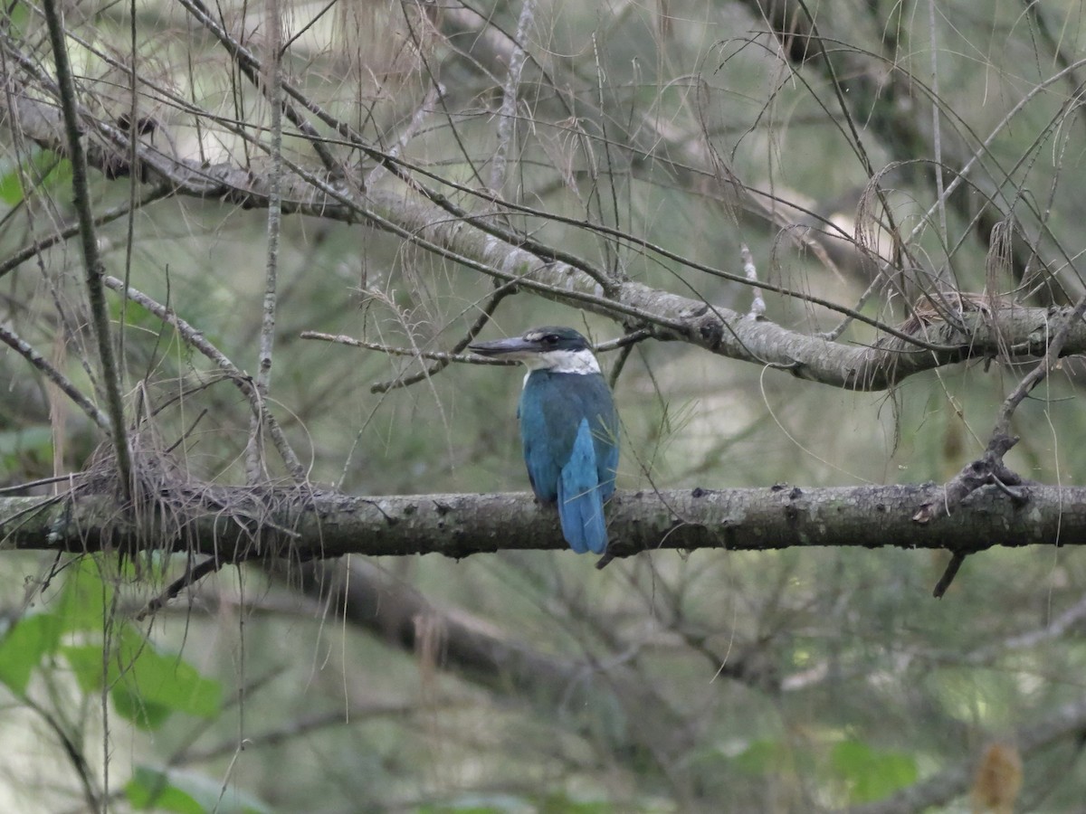 Collared Kingfisher - ML647604313