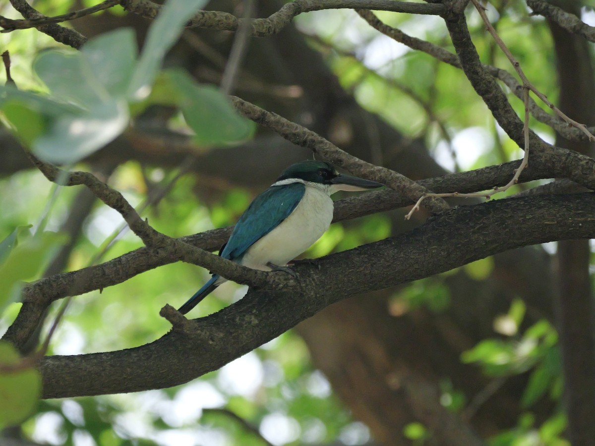 Collared Kingfisher - ML647604314