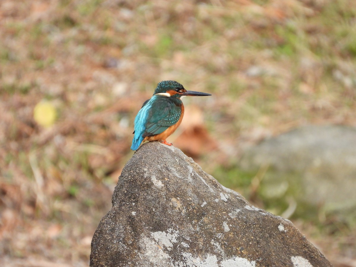 Common Kingfisher - ML647604315