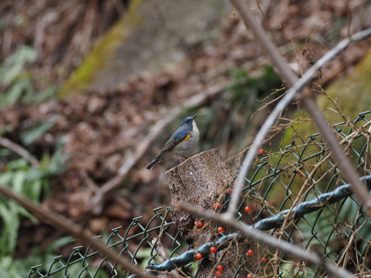 Red-flanked Bluetail - ML647604316