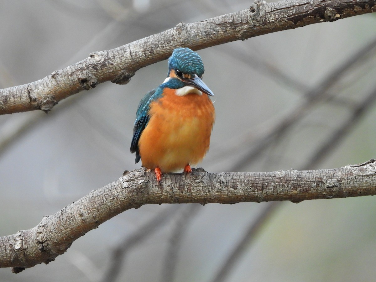 Common Kingfisher - ML647604317