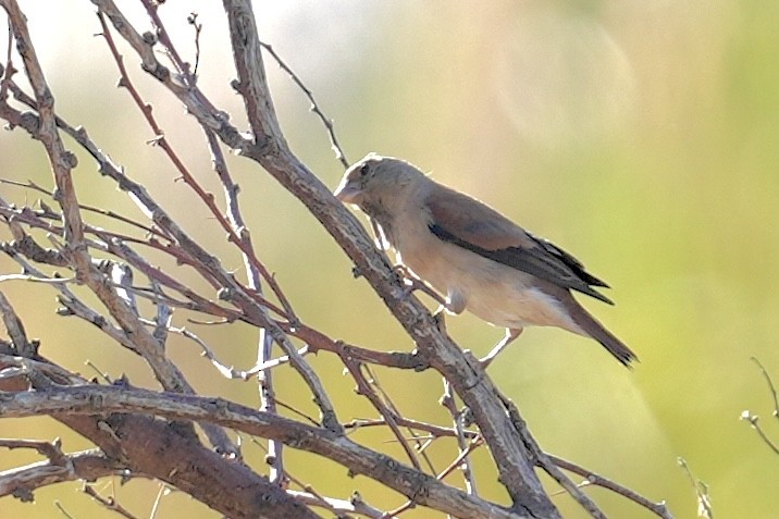 Black-headed Canary - ML647604319