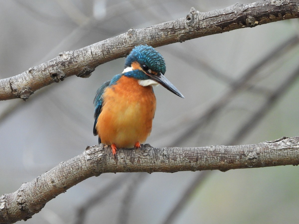 Common Kingfisher - ML647604320