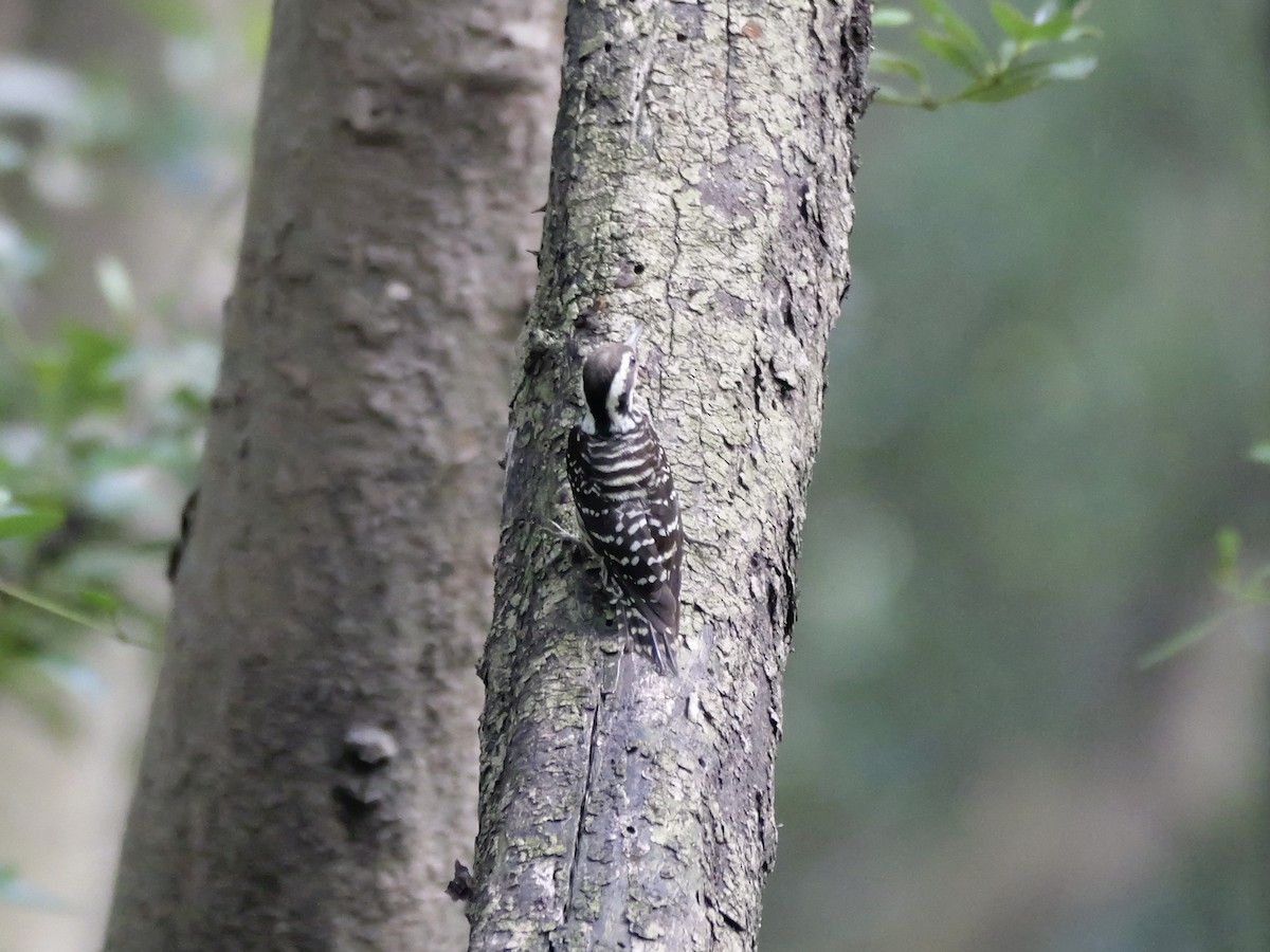 Philippine Pygmy Woodpecker - ML647604323