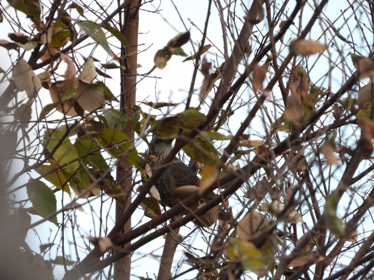Brown-eared Bulbul - ML647604328