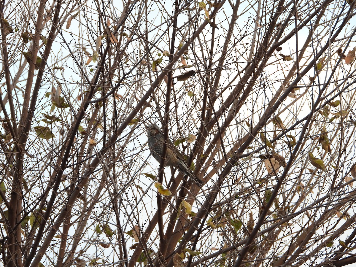 Brown-eared Bulbul - ML647604329