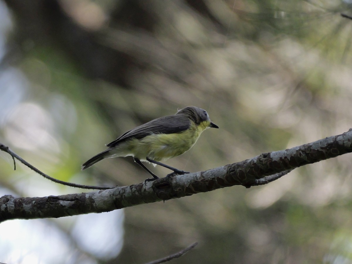 Golden-bellied Gerygone - ML647604330
