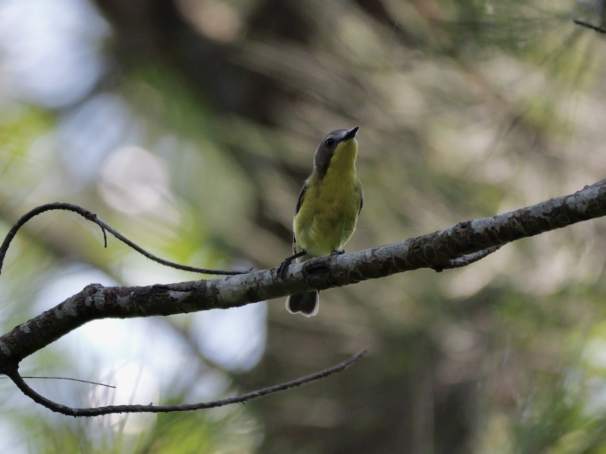 Golden-bellied Gerygone - ML647604331