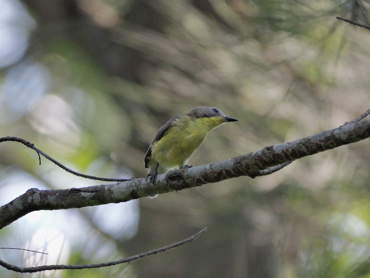 Golden-bellied Gerygone - ML647604332