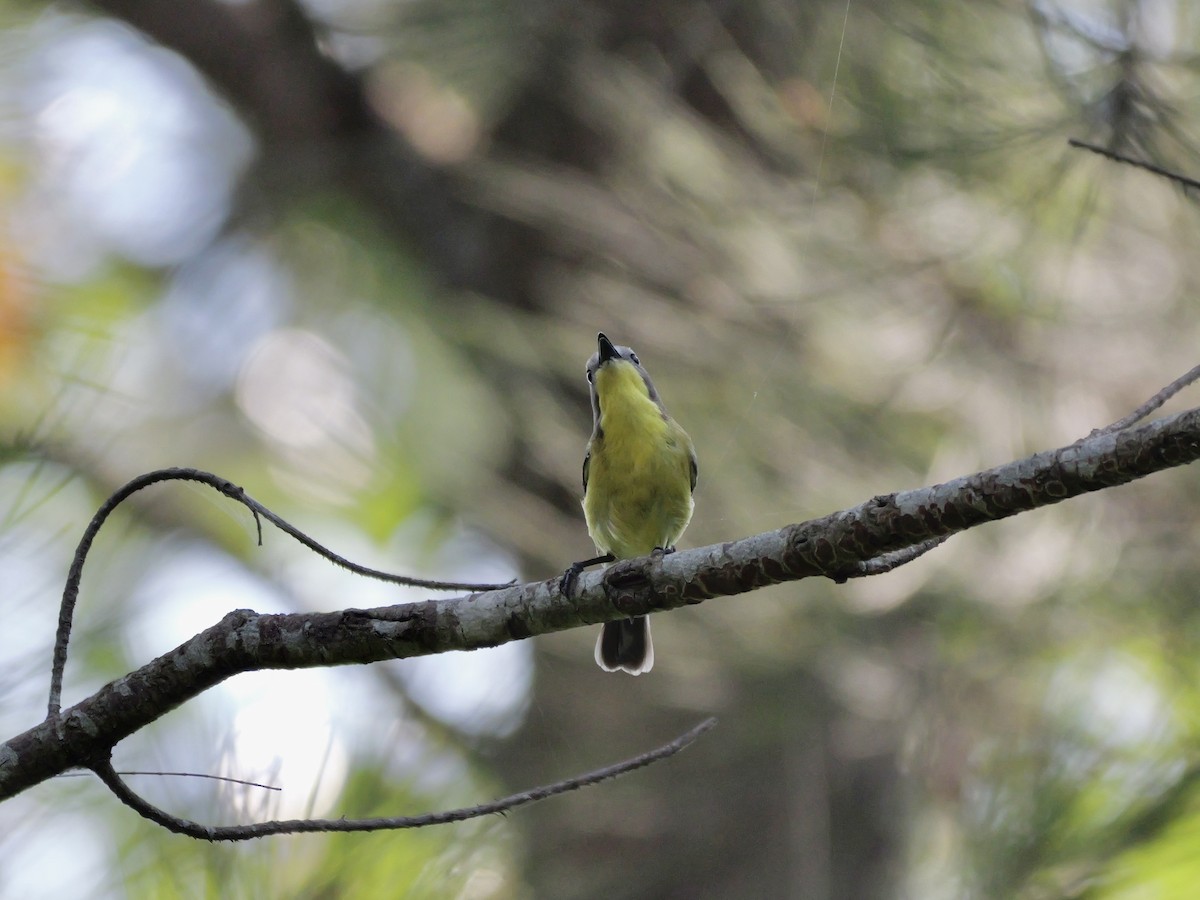 Golden-bellied Gerygone - ML647604333