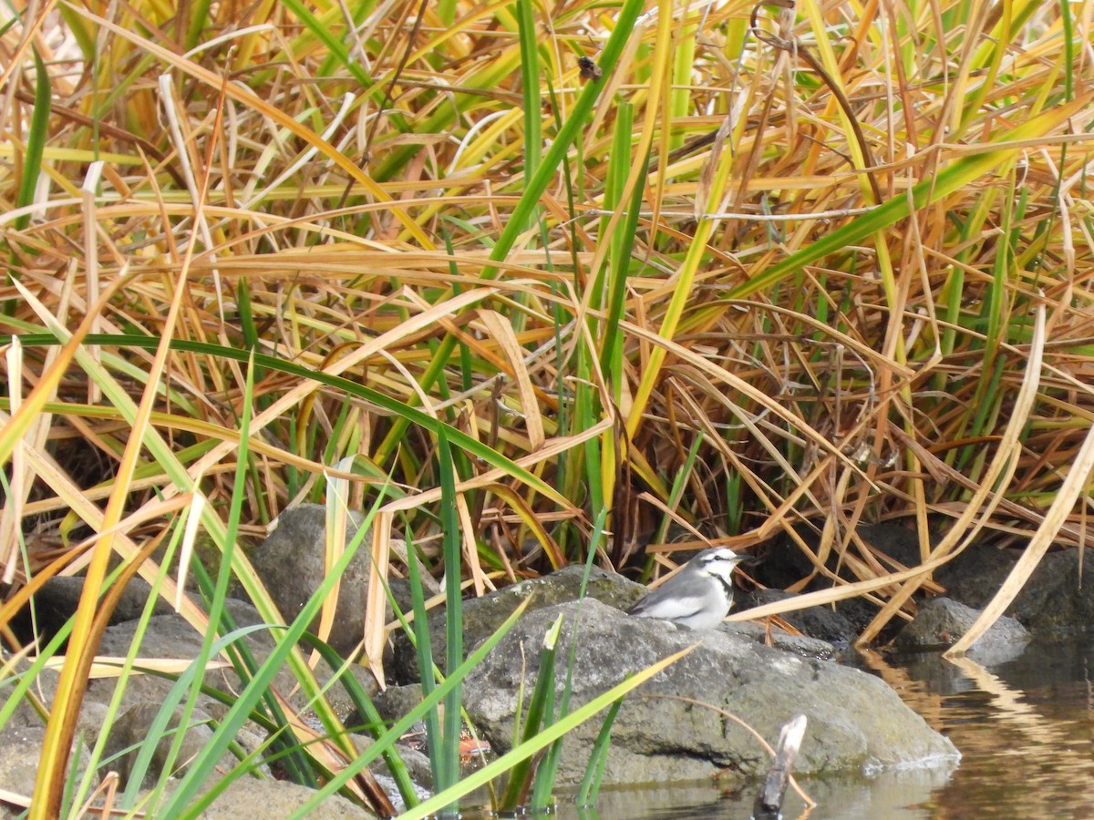 White Wagtail - ML647604349