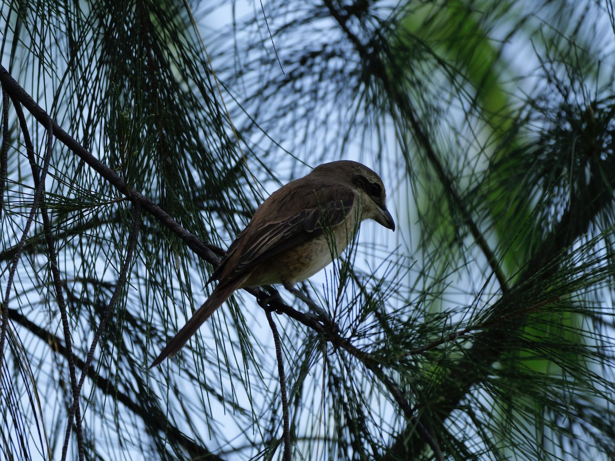Brown Shrike - ML647604350