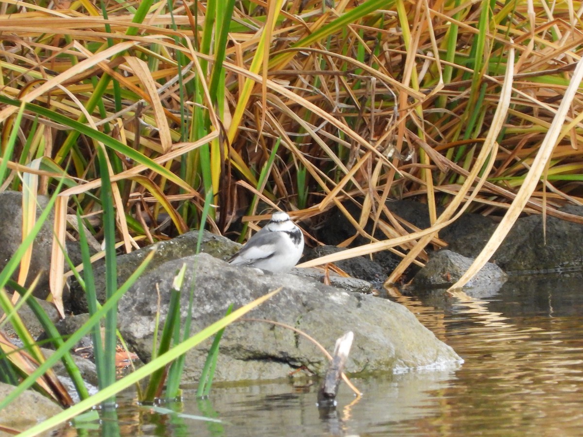 White Wagtail - ML647604351