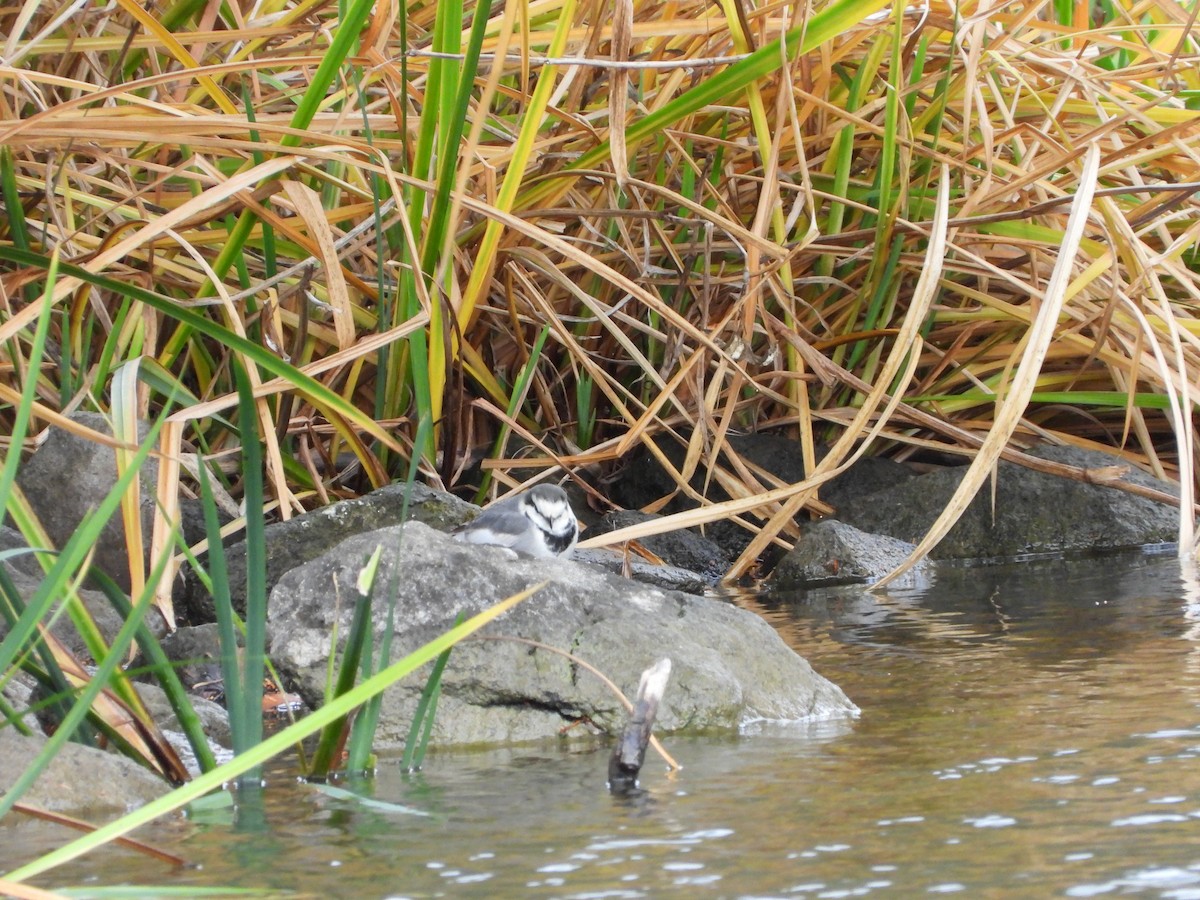White Wagtail - ML647604352