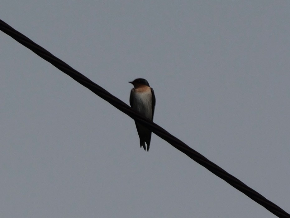 Pacific Swallow - ML647604353