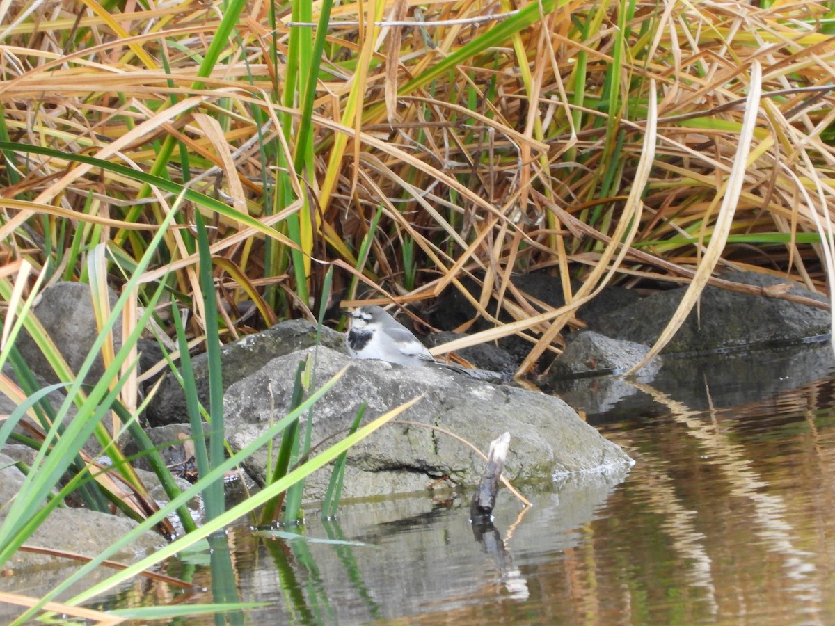 White Wagtail - ML647604354