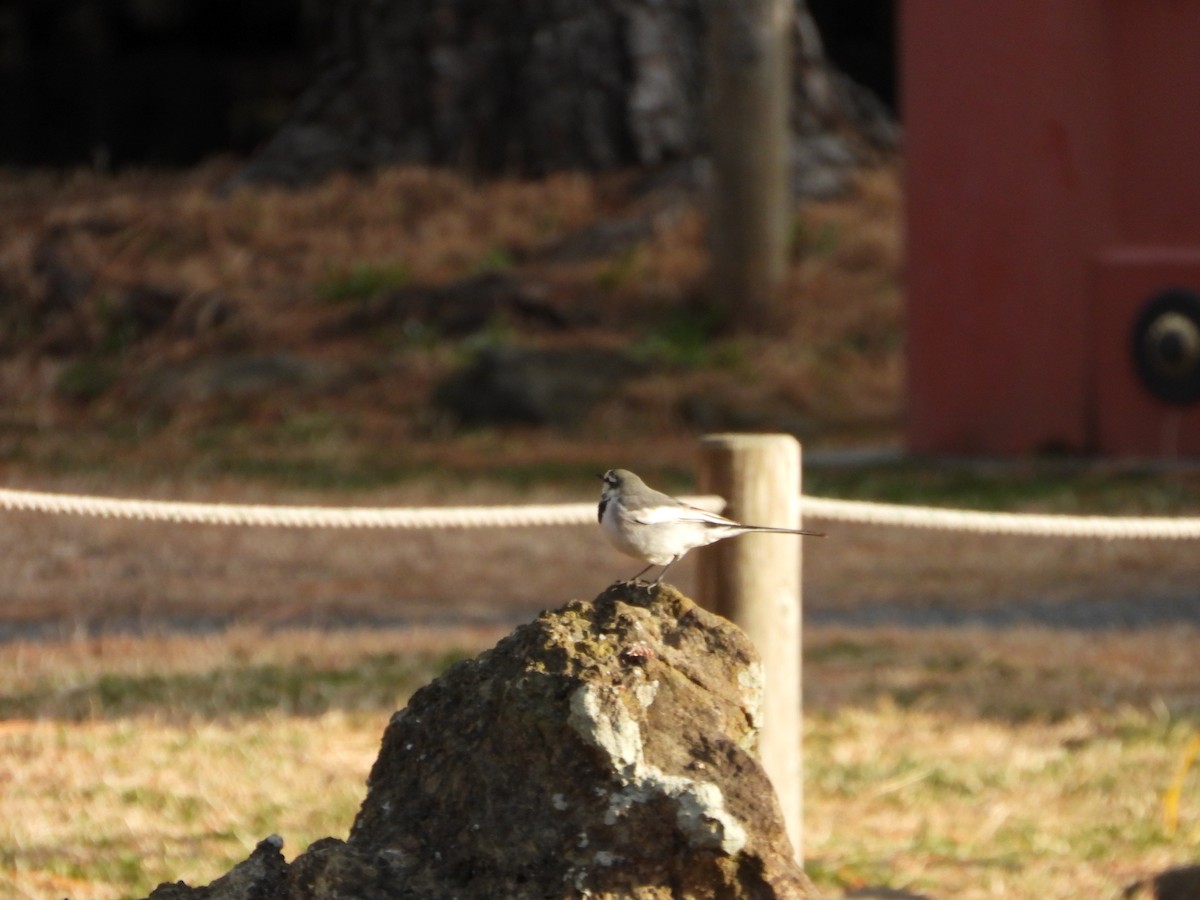 White Wagtail - ML647604355