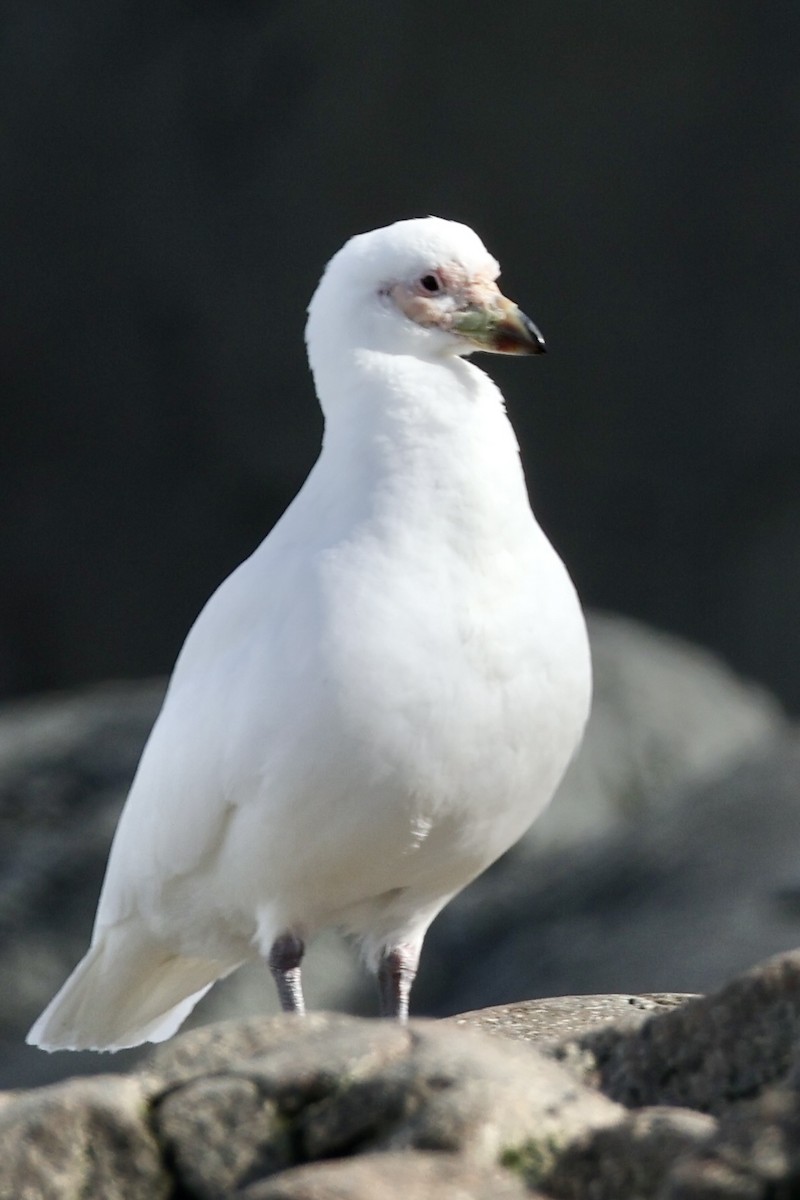 サヤハシチドリ - ML647604359