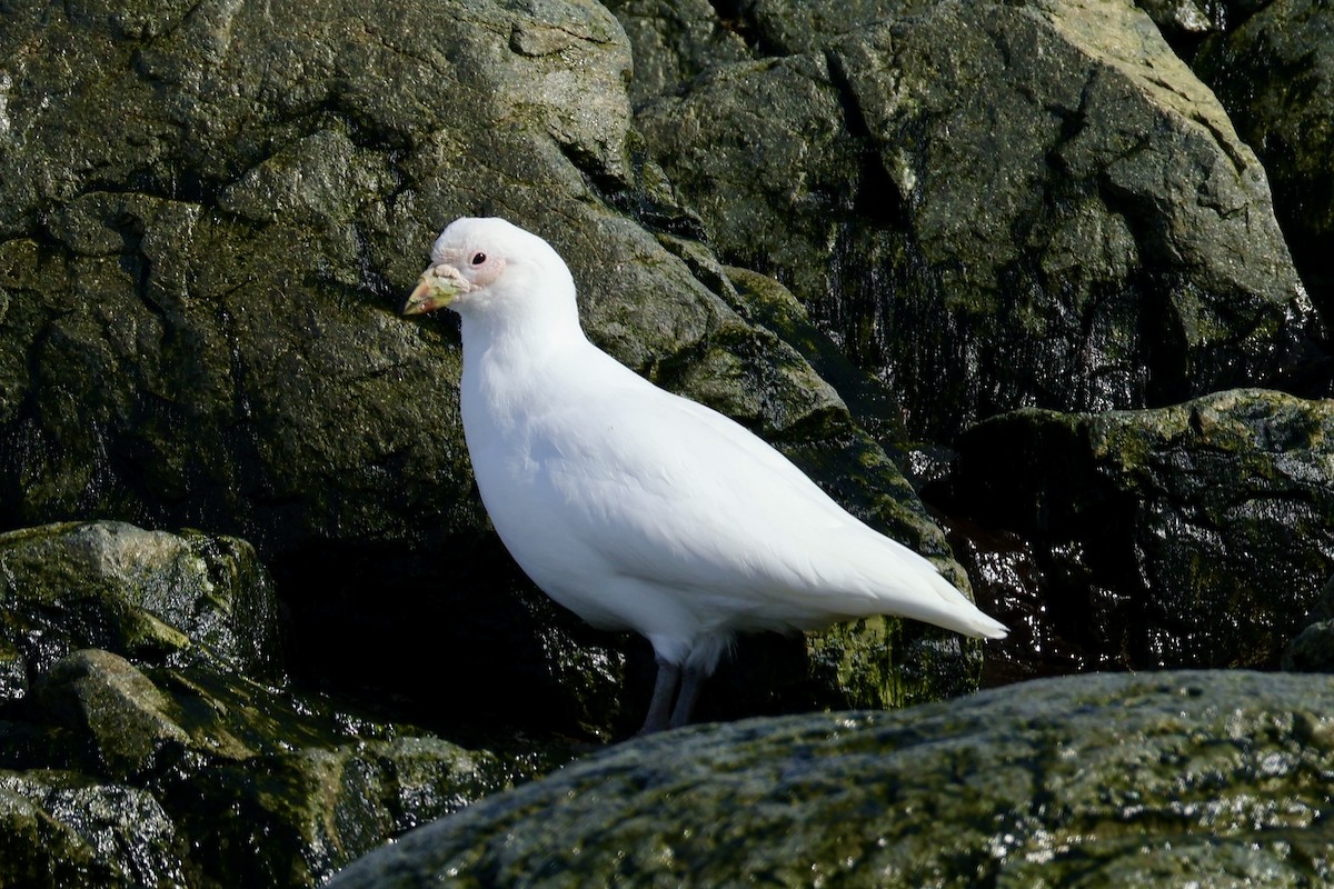 サヤハシチドリ - ML647604360