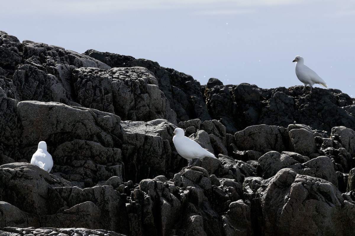 サヤハシチドリ - ML647604361