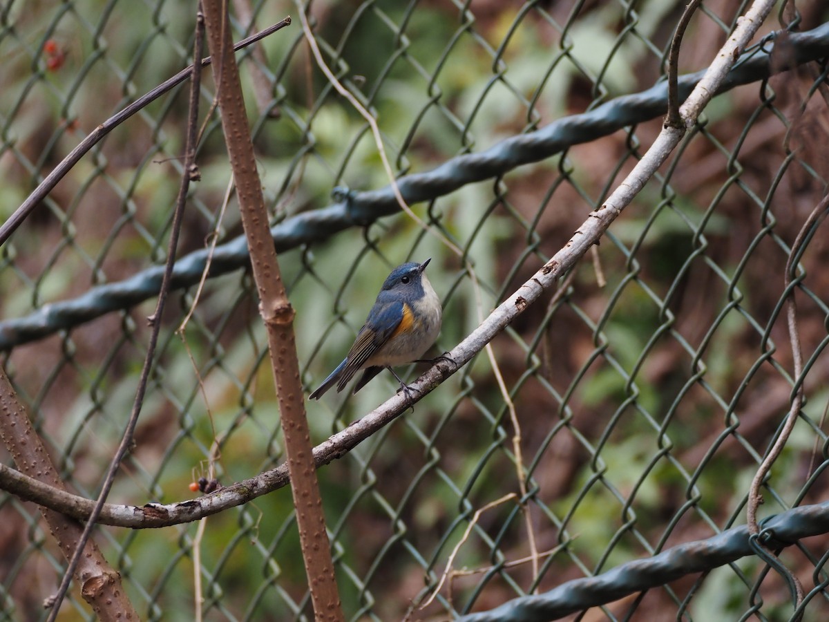 Red-flanked Bluetail - ML647604362