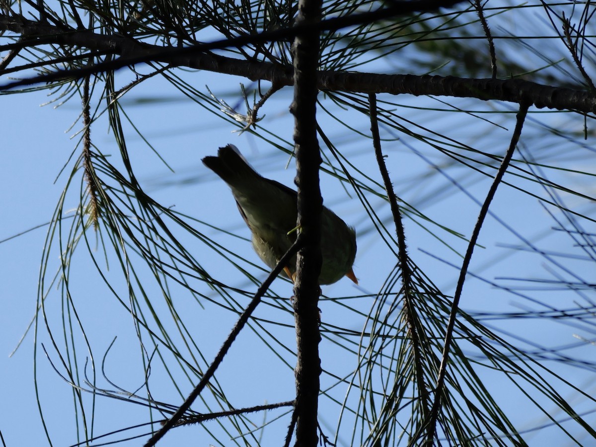 Arctic Warbler - ML647604369