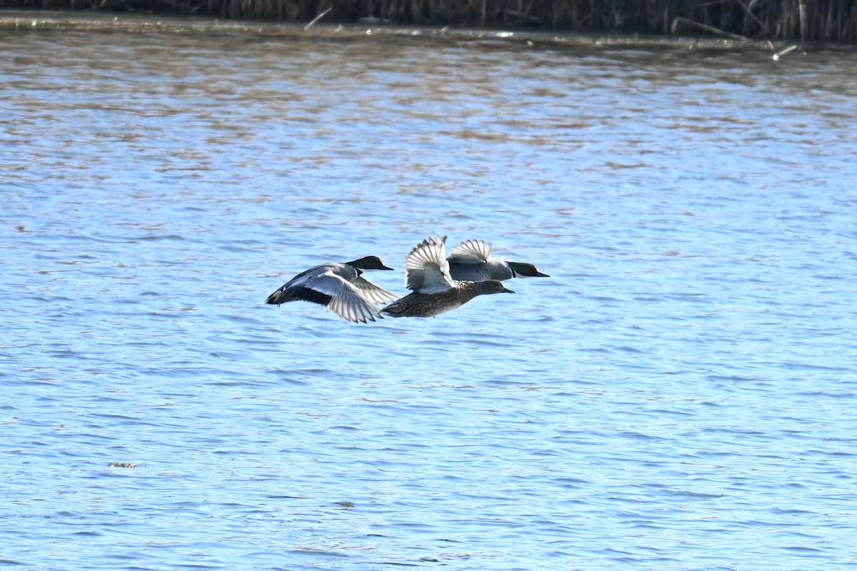 Falcated Duck - ML647604380