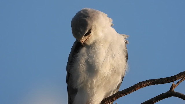 Ak Çaylak - ML647604400