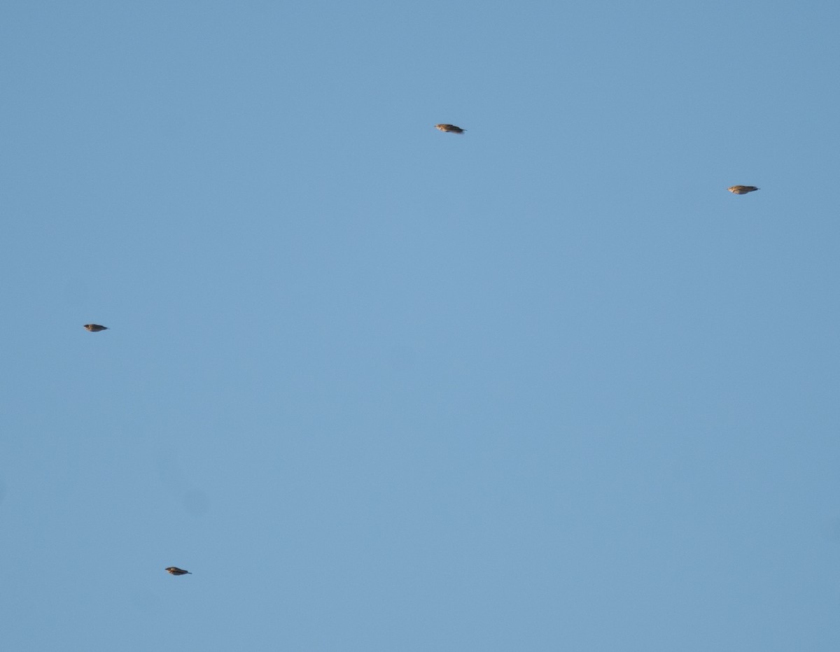 Alouette calandre - ML647604407