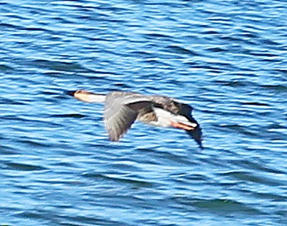 Çin Kazı - ML647604409