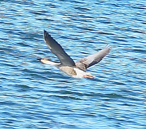 Çin Kazı - ML647604410