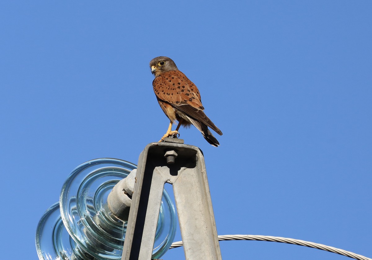 klippefalk - ML647604425