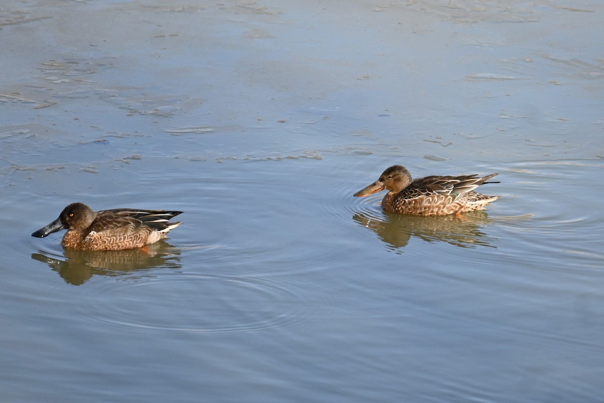 Northern Shoveler - ML647604480