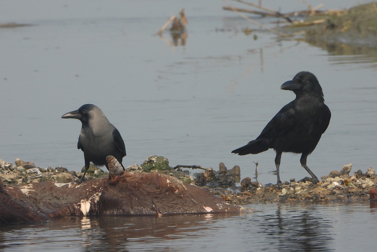 Large-billed Crow - ML647604482