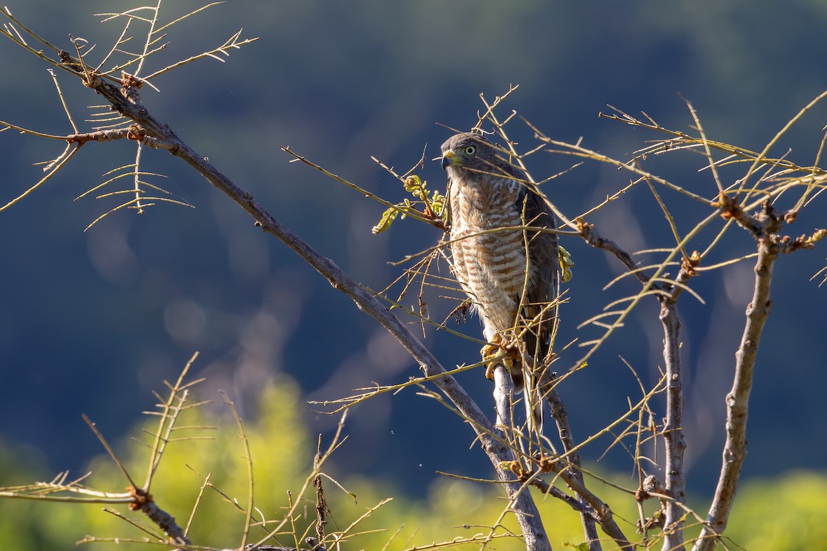 Roadside Hawk - ML647604525