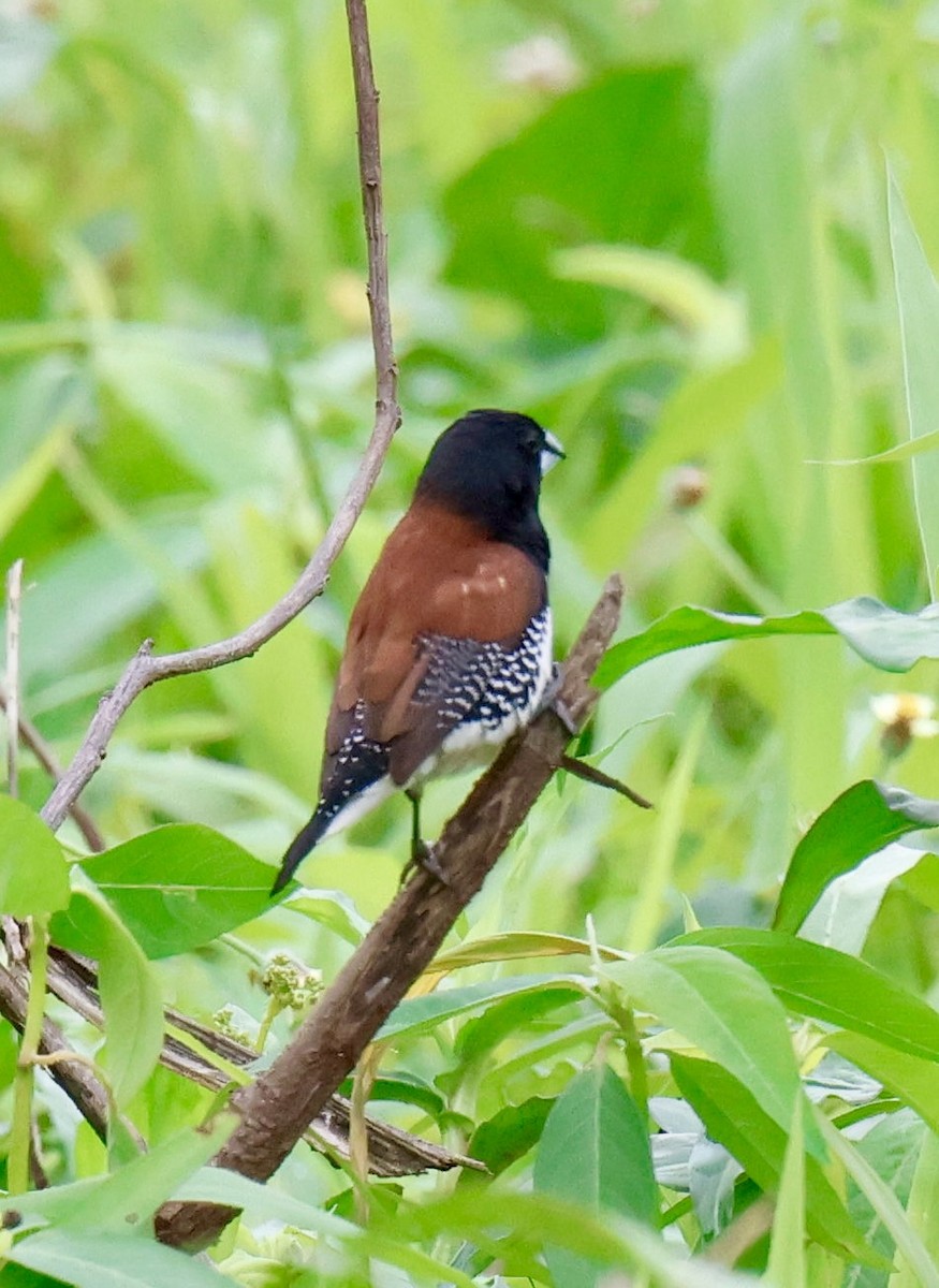 Alaca Munya (nigriceps/woltersi) - ML647604535